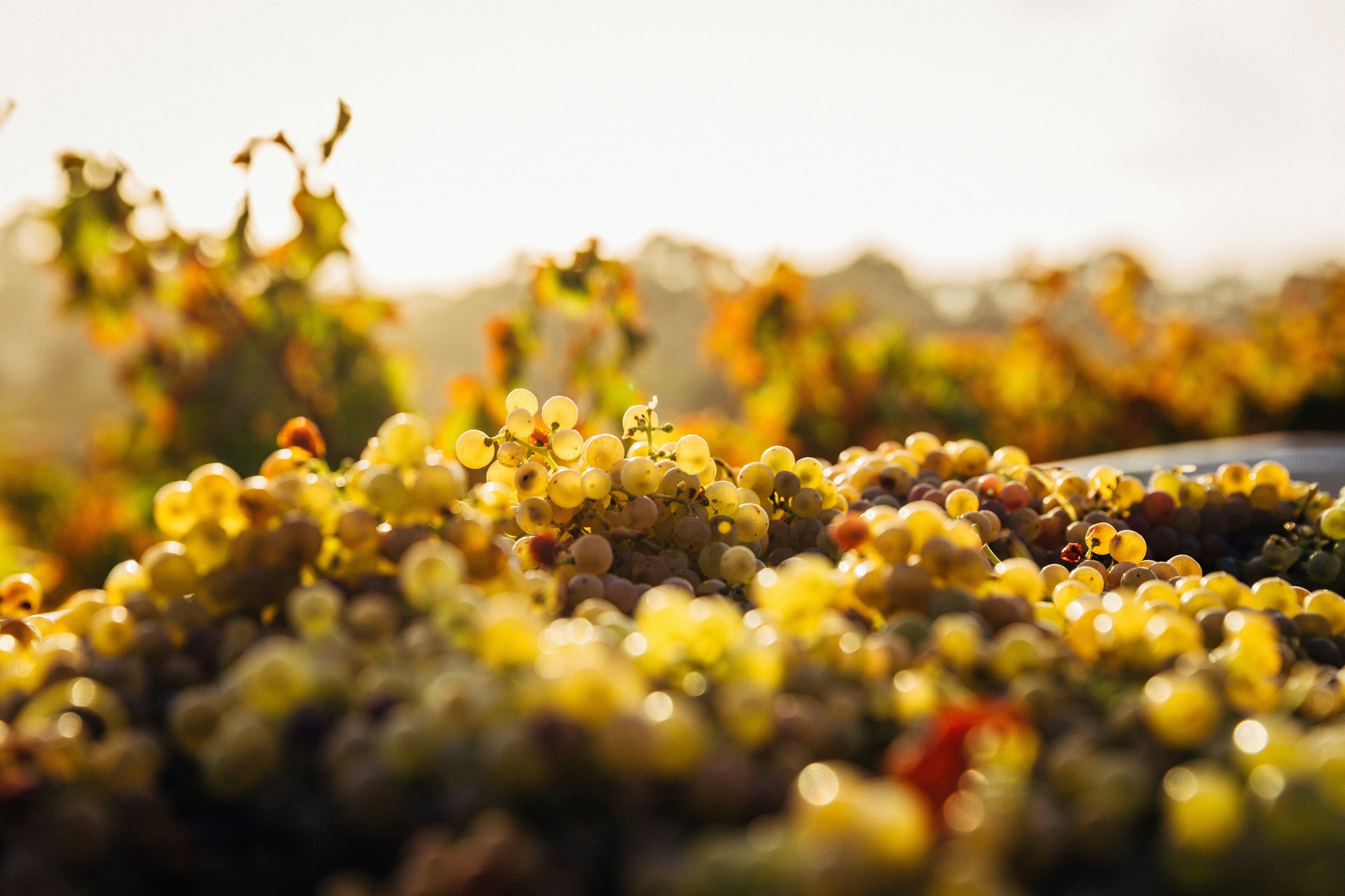 Beerenauslese – Der flüssige Goldschatz: Die Entstehung, Besonderheiten und weltweite Bedeutung dieses edelsüßen Weins